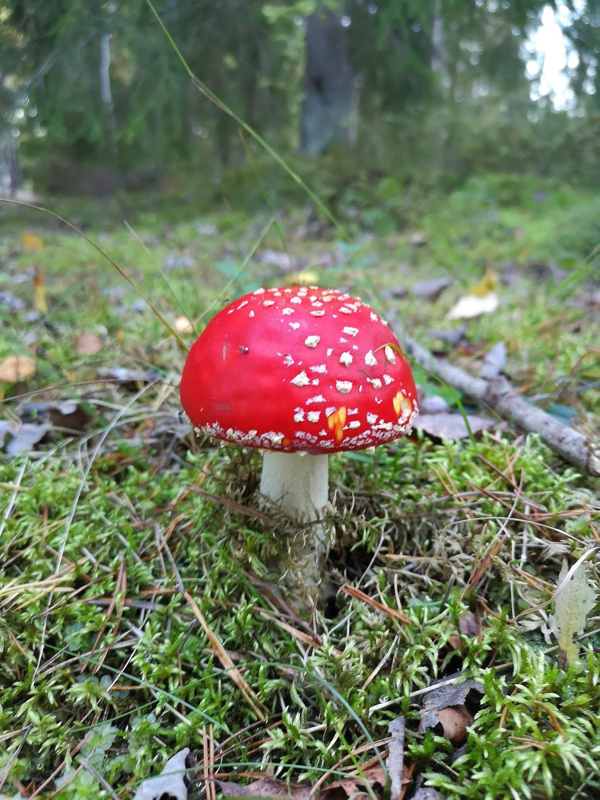 Metsä on sieniä täynnä syksyisin