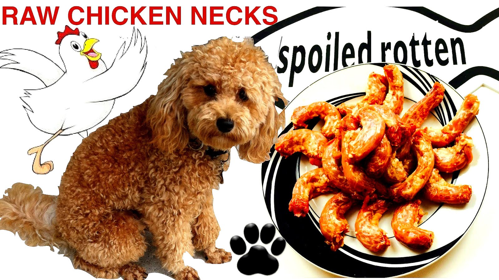 Can Dogs Eat Raw Chicken - Chicken Choices