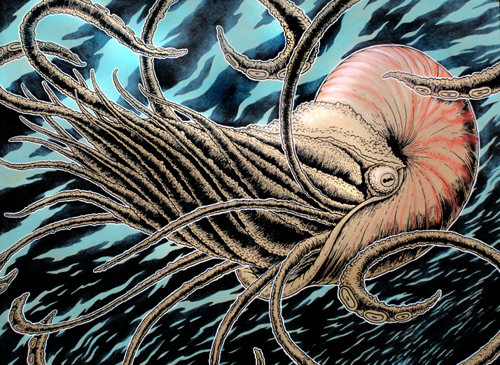 HedgeSketchBlog: Sea creatures - Nautilus