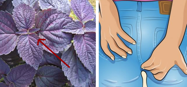 American coleus society image