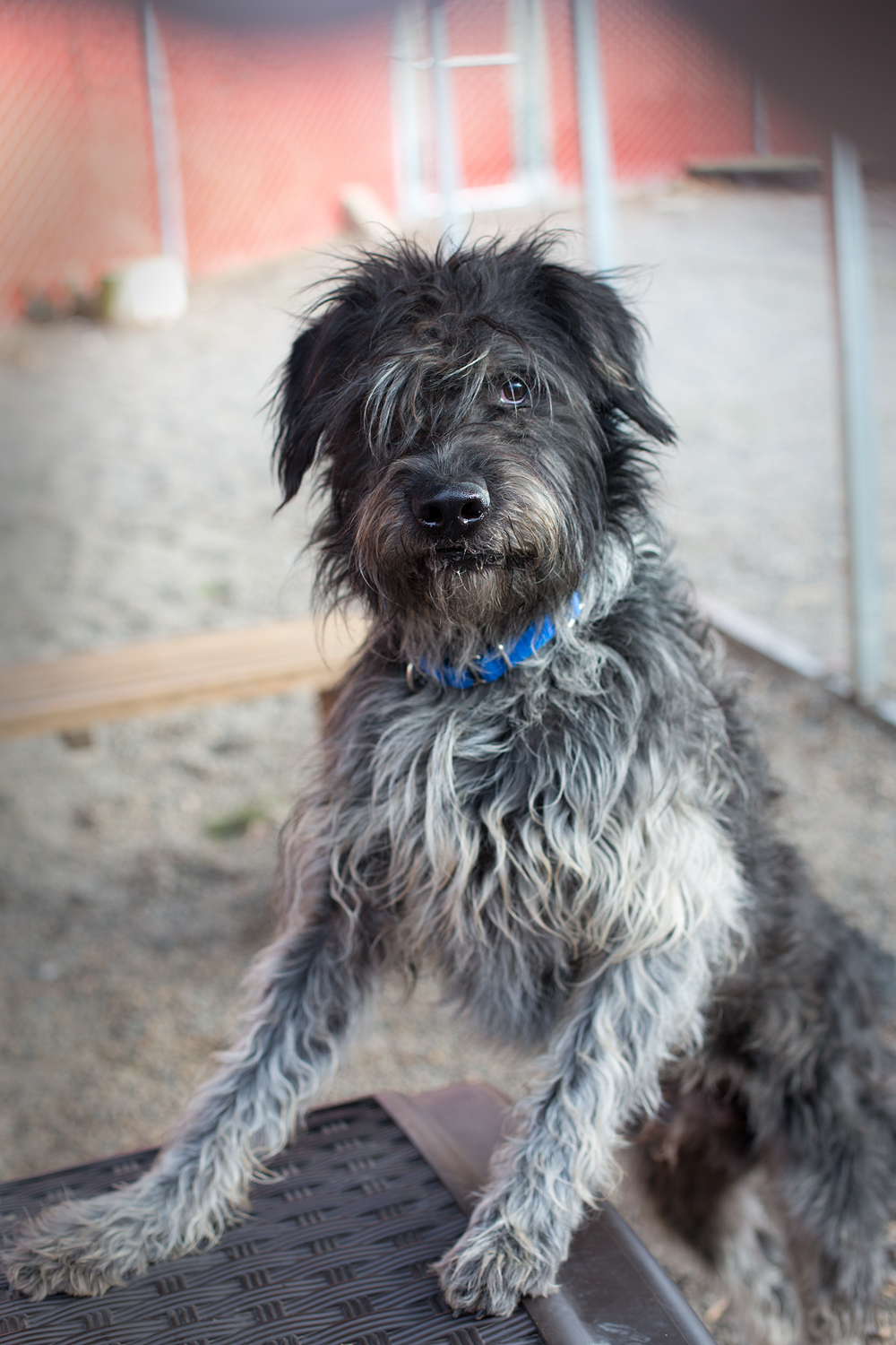 "GRIFF" shaggy easy going Wirehaired Griffon Pointer mix.