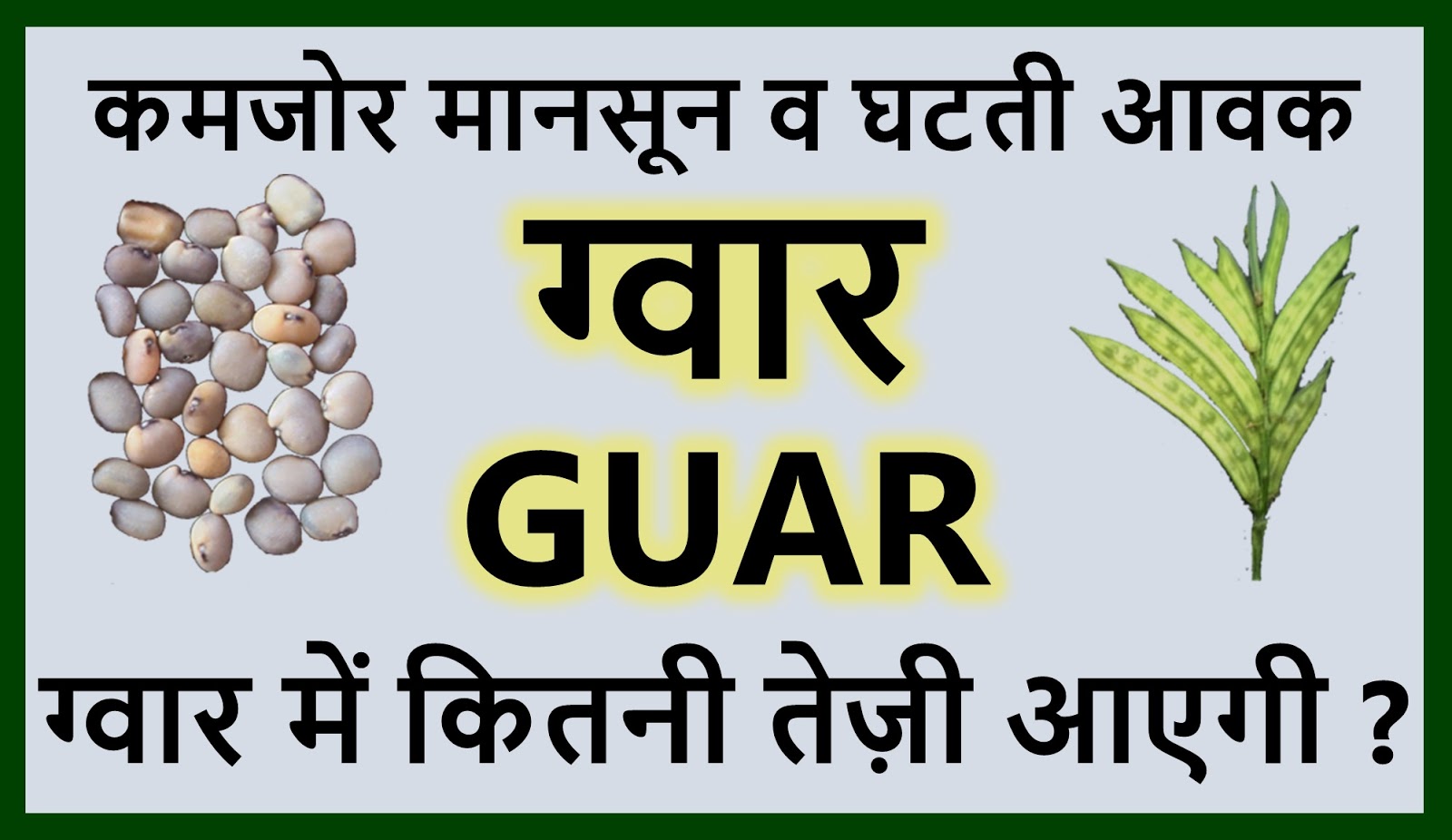 GUAR GUM INFORMATION AND GUAR GUM CULTIVATION IN INDIA How much Guar