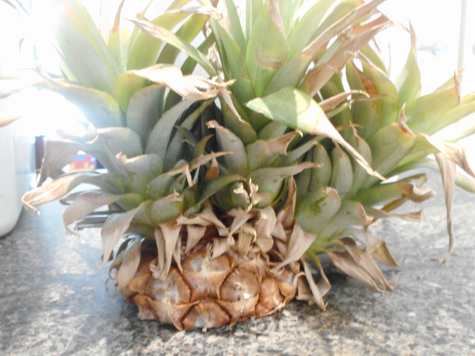Gully Grove Propagating pineapples