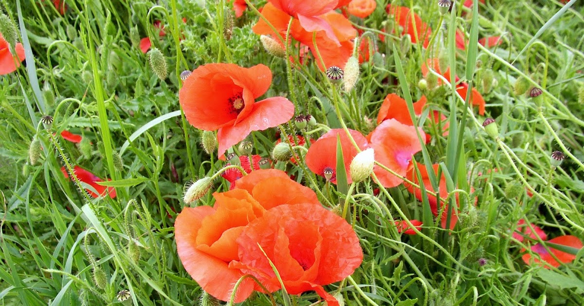 Le Coquelicot. (Poème)Regards et Vie d
