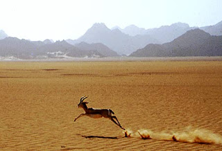 اجمل صور الغزلان Gazelle