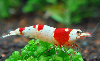 Red Bee Shrimp