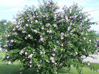 Garden Beauty Althaea Hibiscus Or Rose Of Sharon