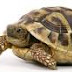 Shocking:Dead tortoise Found in woman private part
