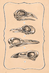 flying bird in flash 1