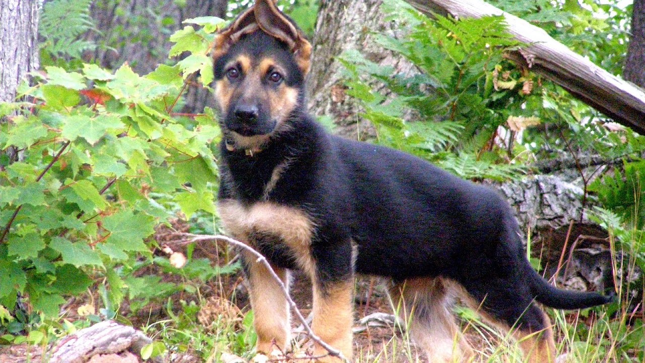 East German Shepherds German Choices