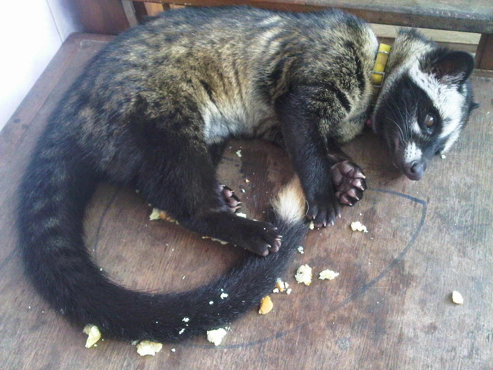 ANIMAL LIFE TANDA MUSANG AKAR YANG SAKIT