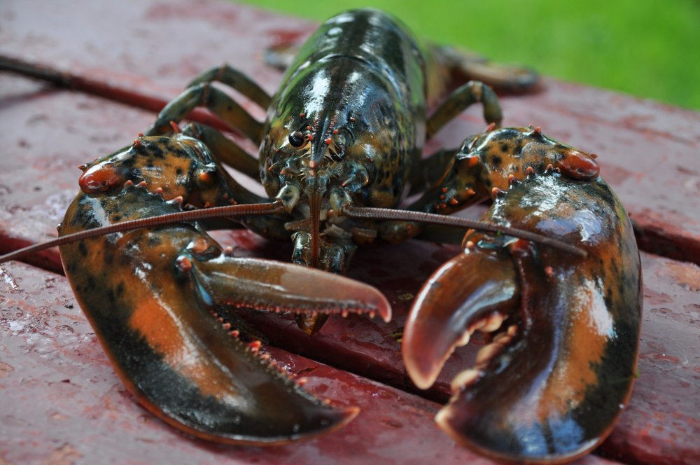 Calico Kitchen =^.^= Boiled Lobster