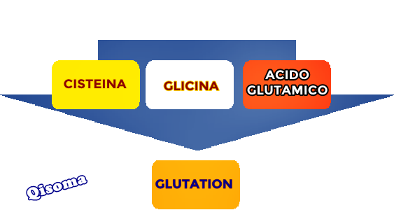 EL GLUTATION ES FORMADO CON CISTEINA, GLICINA Y ACIDO GLUTAMICO Glutation-proceso
