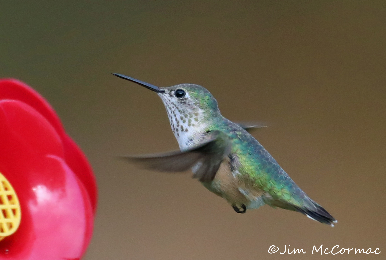 Calliope Hummingbird in central Ohio!