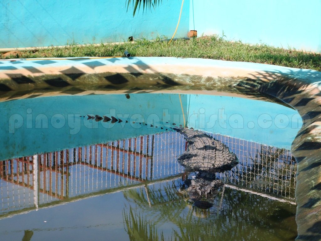 Agusan del Sur A Close Encounter with Lolong, the World's Largest
