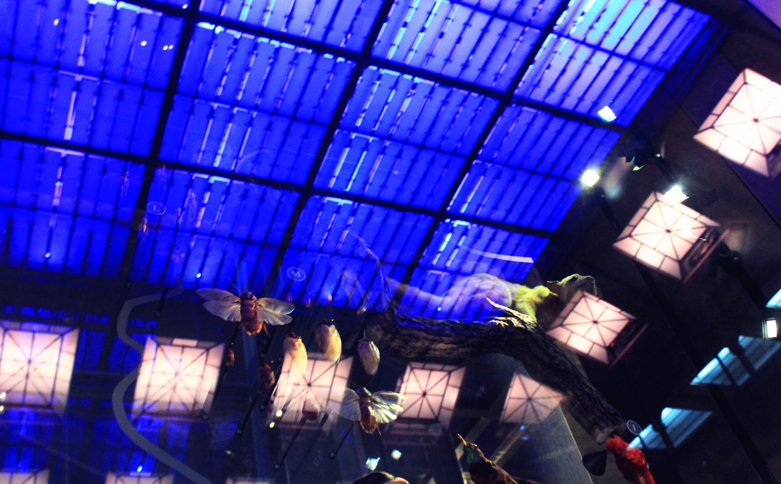 Jardin des plantes | pissenlit