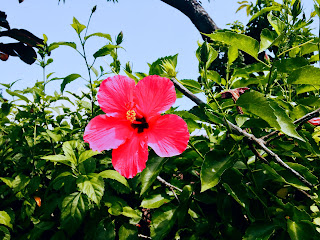 Red Hibiscus (Kembang Sepatu) Plant Flower
