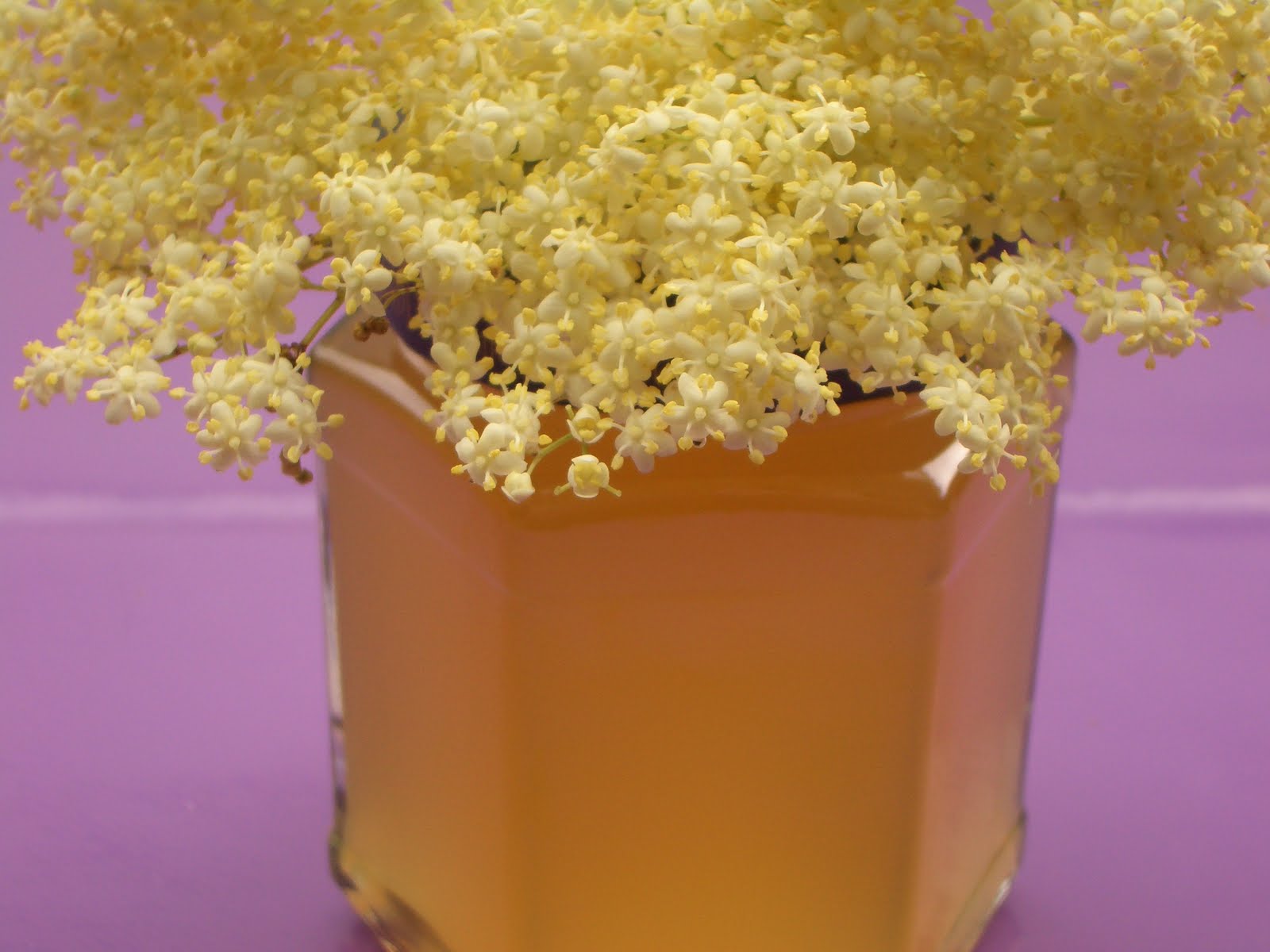 Holunderblüten ~ Gelee mit Pinot Noir — Verboten Gut