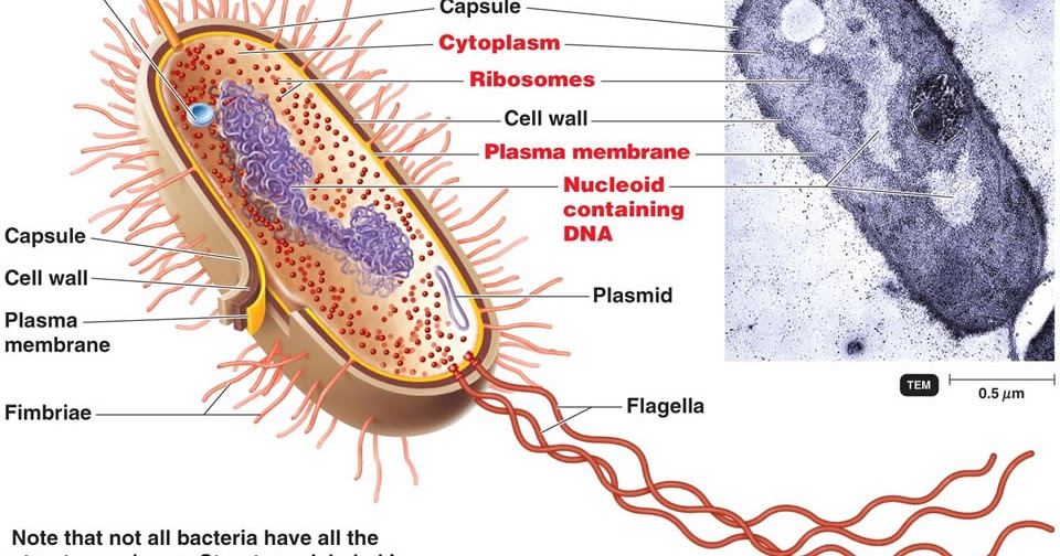 senthil prabhu sivasamy cell biology i nucleus under light microscope