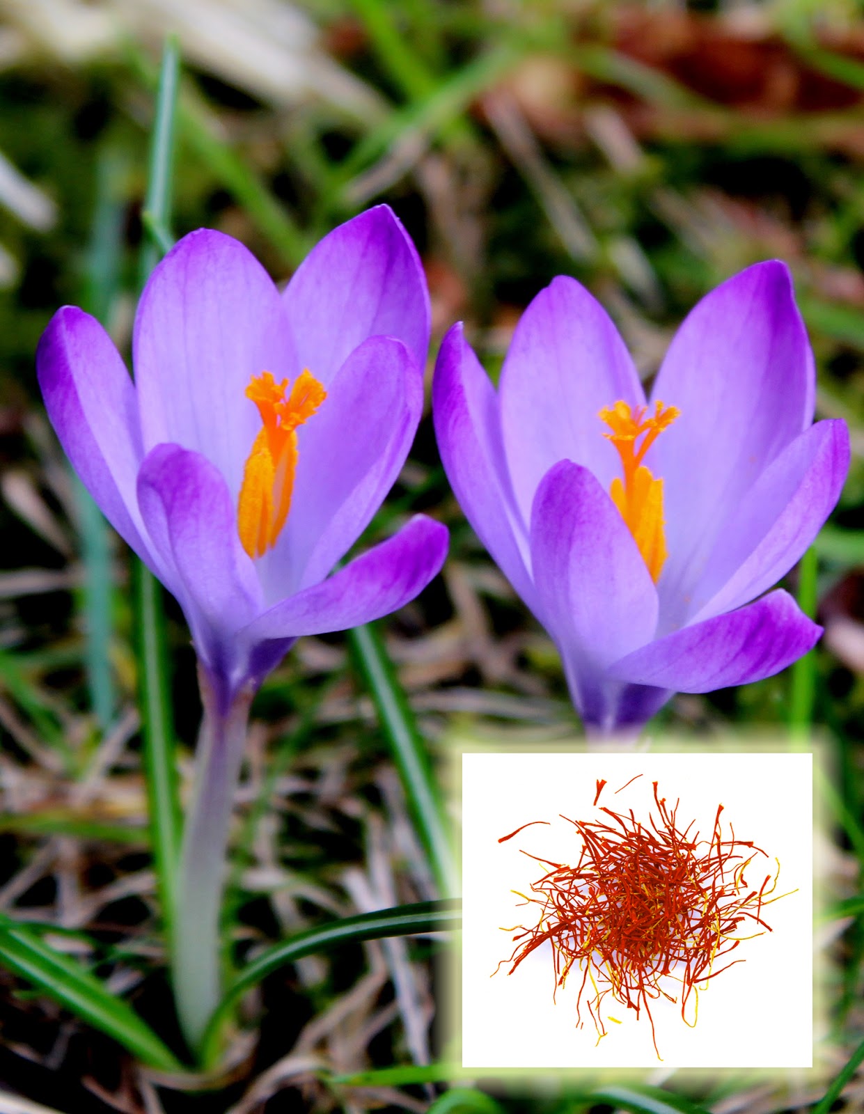 Pure Saffron Extract Reviews