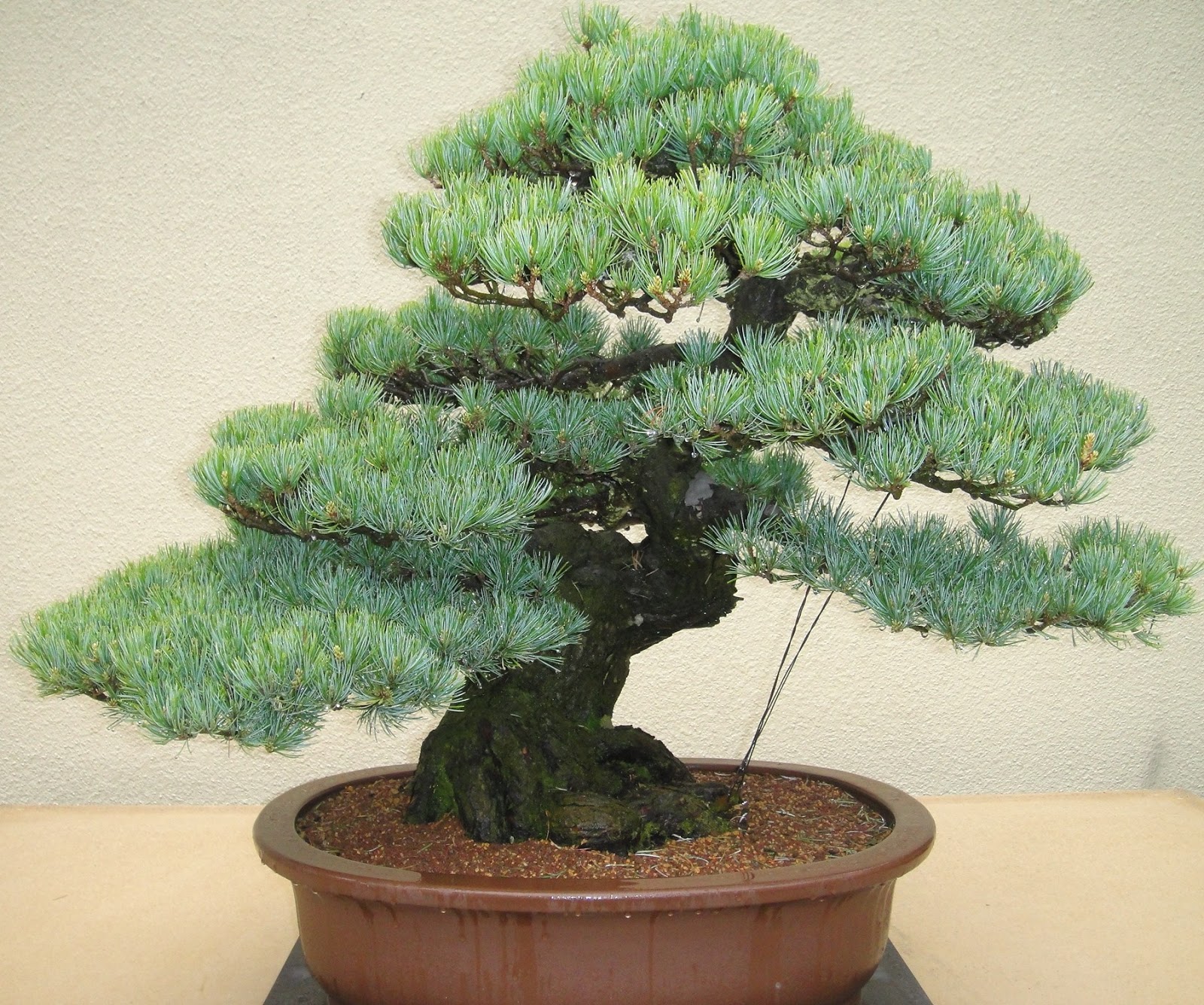 GardenEnvy Bonsai In Seattle Small Trees, Big Impact