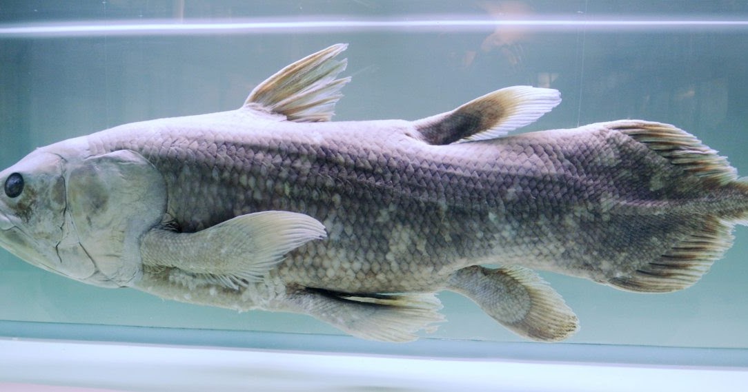 El celacanto, también conocido como fósil viviente Biología