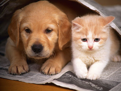 Clínica veterinária realizará castração animal gratuita na capital Clínica veterinária realizará castração animal gratuita na capital