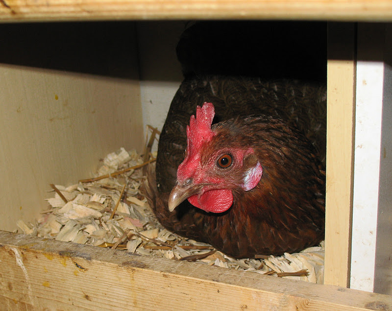 Razzberry Corner Update to "Live chicken with a broken neck"