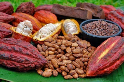venezuela celebrara 01 octubre dia nacional del cacao