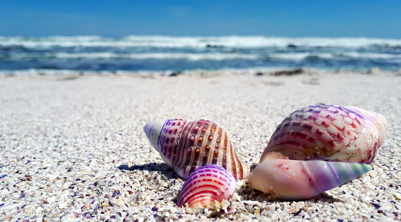 Free Technology for Teachers A Lesson for How Seashells
