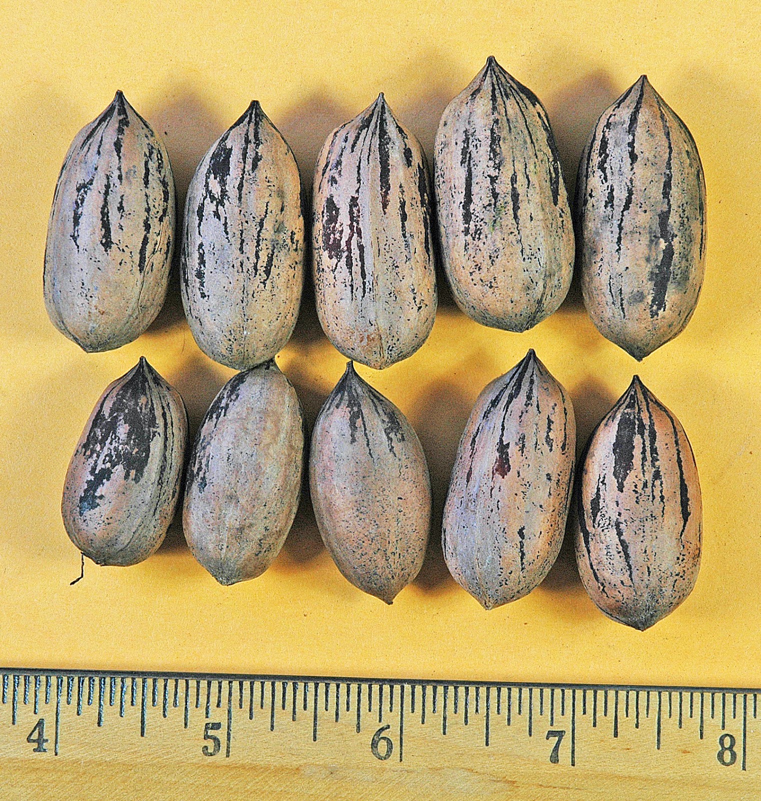 Northern Pecans Pecan scab Impacts on harvested nuts