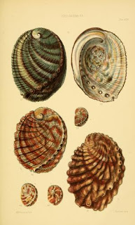 Shell illustration books   Read online or download.