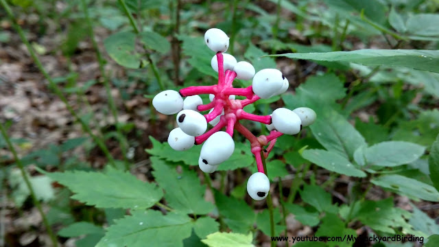 White Baneberry -  "Dolls Eyes" Plant