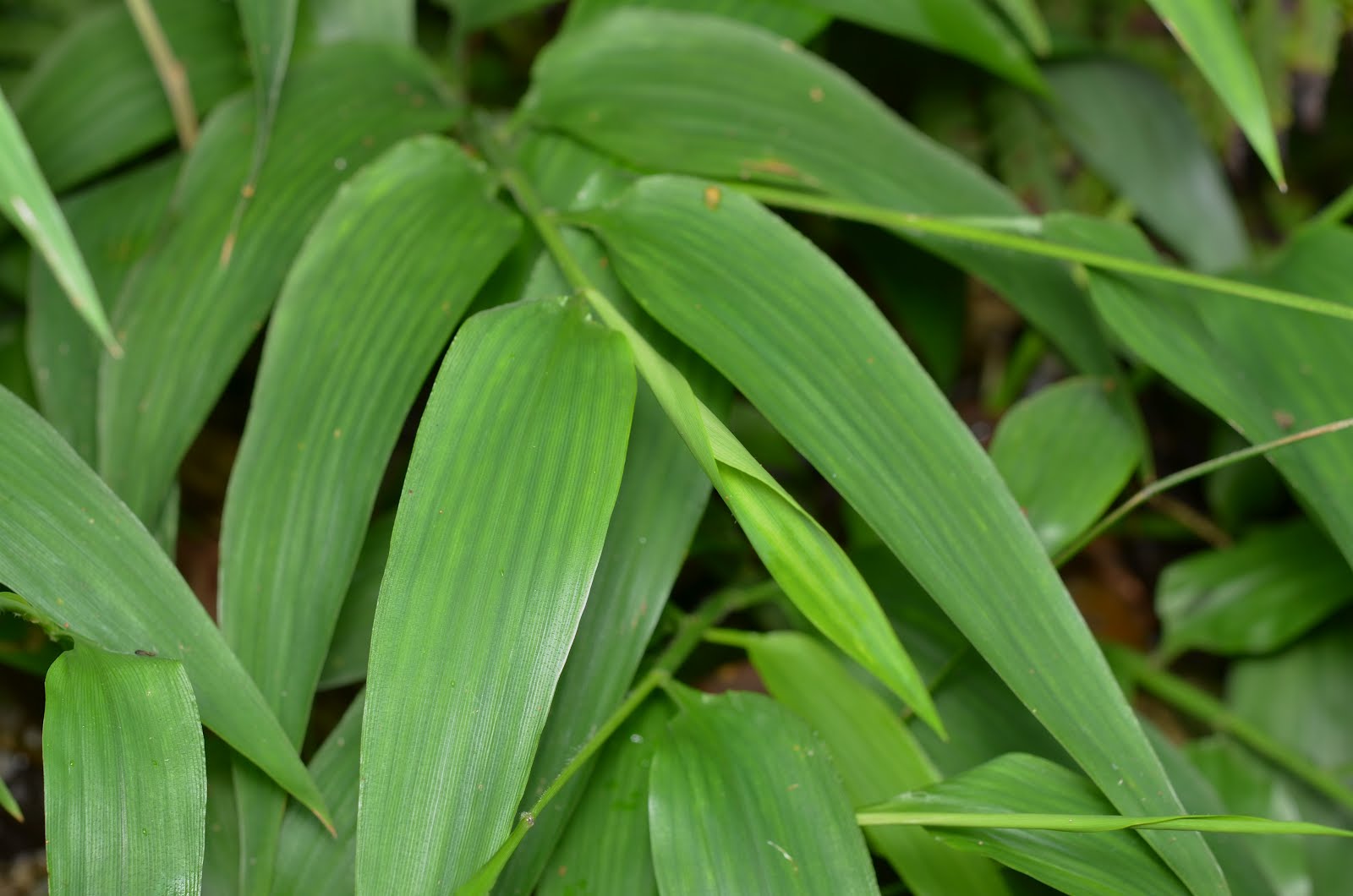 Images of 竹葉山真邦 JapaneseClass.jp