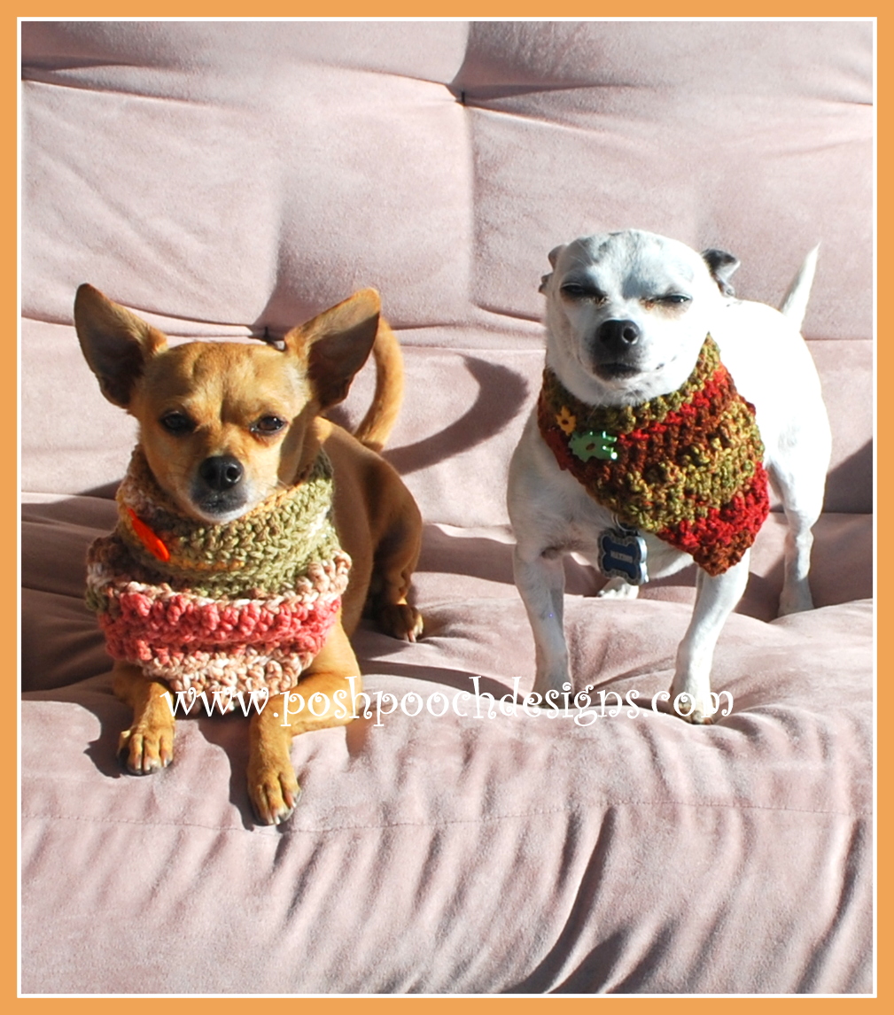 Posh Pooch Designs Live Video Chat Help! My dog Won't wear His