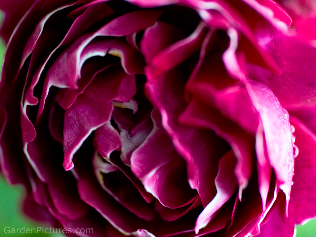purple rose wallpaper |Rose Wallpapers