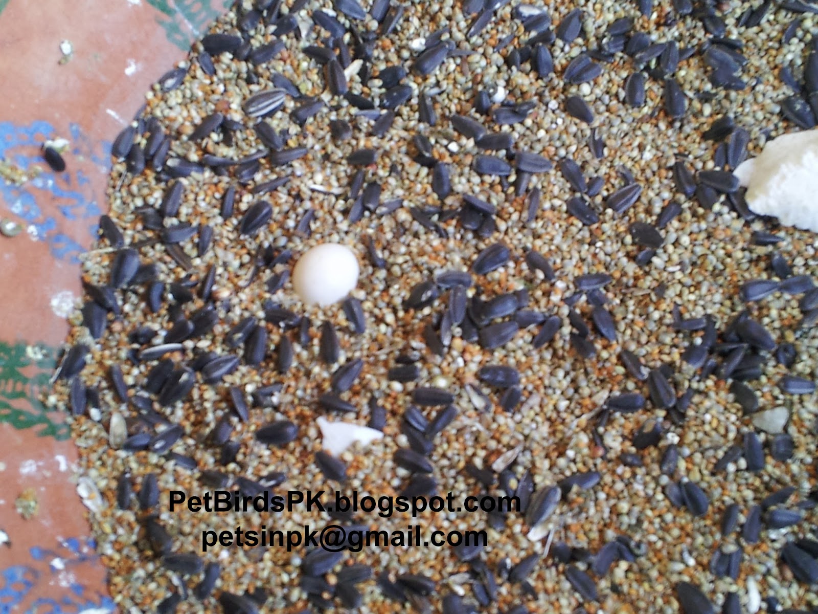 Pet Birds in Pakistan My Budgie laid egg in her food!