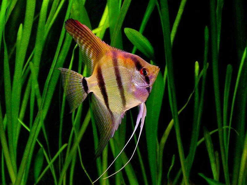 Langkah Budidaya Ikan Manfish (Angelfish/Scalare) untuk Pemula
