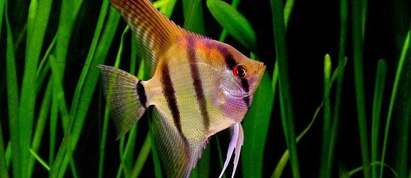 Langkah Budidaya Ikan Manfish (Angelfish/Scalare) untuk Pemula