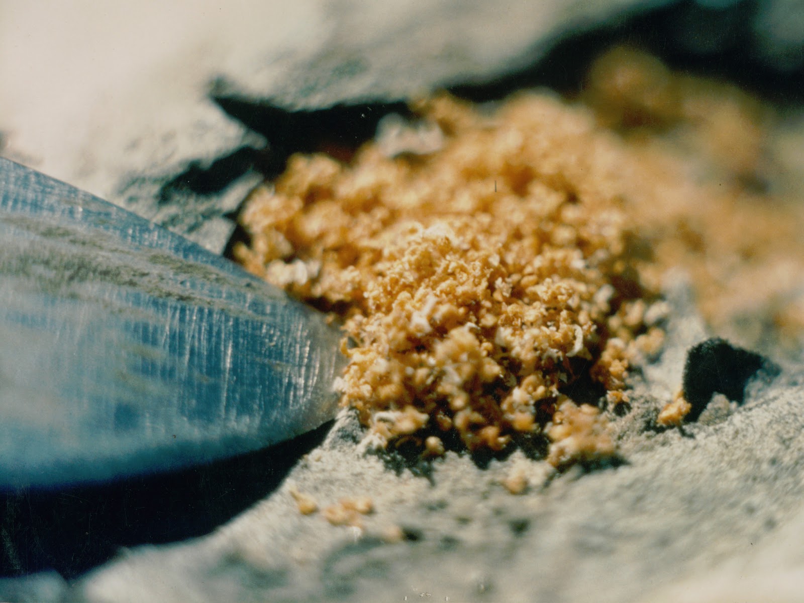 From The Ground Up Attack Of The Pine Beetles 