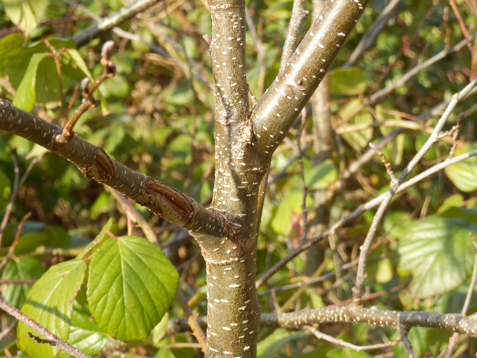 Musings from Higher Downgate and Elsewhere: February 2013