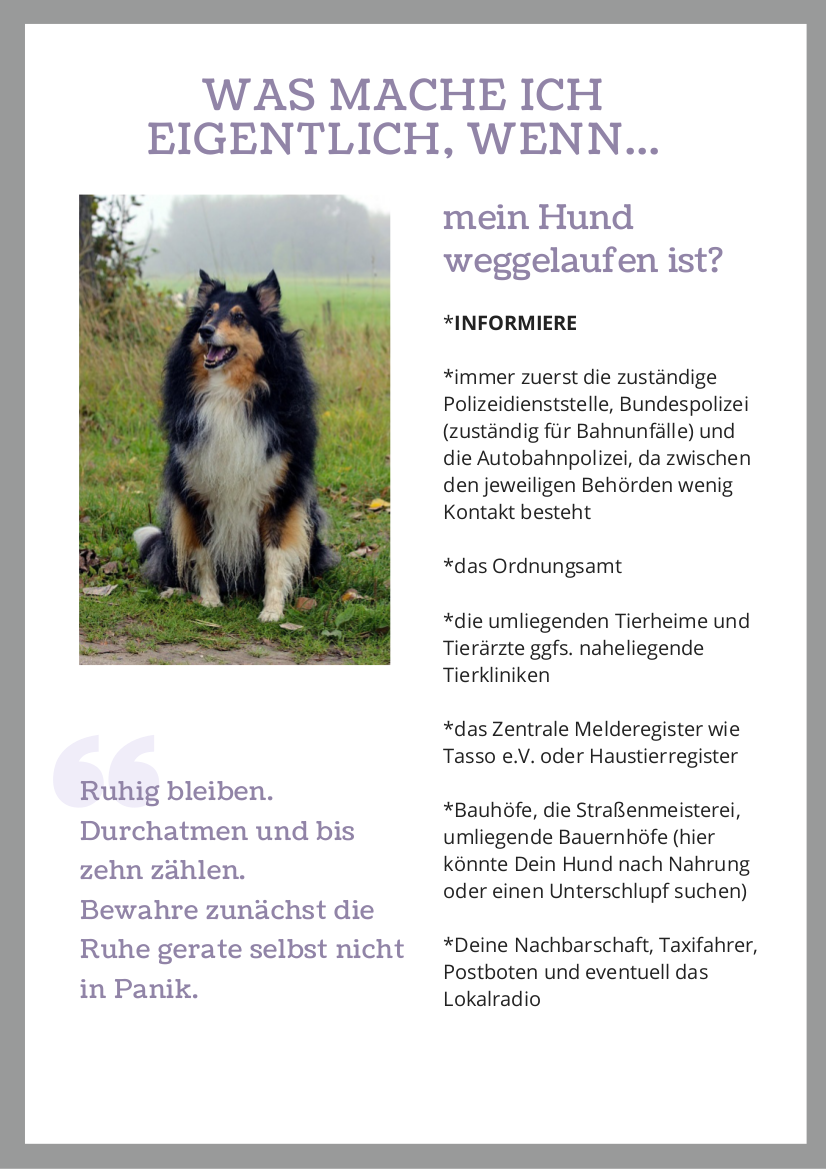 Hund gefunden / Hund entlaufen und jetzt?