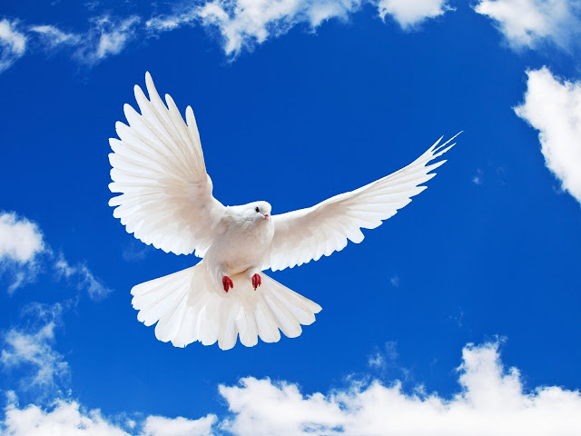 صور عن السلام-أجمل الصور المعبرة عن السلام وأروعها | معلومة في صورة صور عن السلام-أجمل الصور المعبرة عن السلام وأروعها | معلومة في صورة