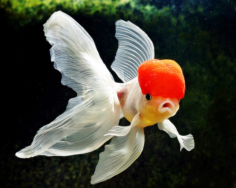 Jual Ikan Hias Koki Kabupaten Bangkalan