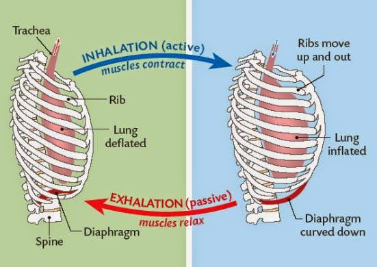 #84 Ventilation, role of intercostal muscles and diaphragm | Biology ...