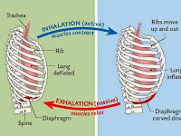 Diaphragm Diagram Diaphragm Diagram