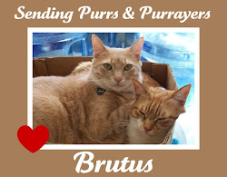 Purrs for Brutus