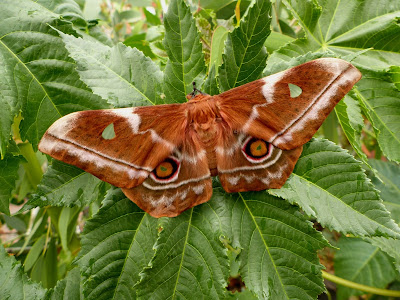 Imbrasia obscura female Imbrasia obscura female