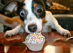 Cachorro pode comer pudim Clearance