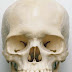 Head Case - Skull - Body Part